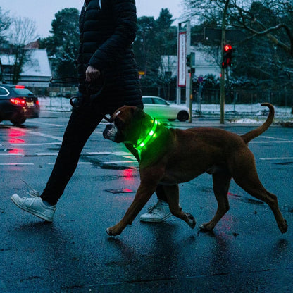 Light up Dog Collar 